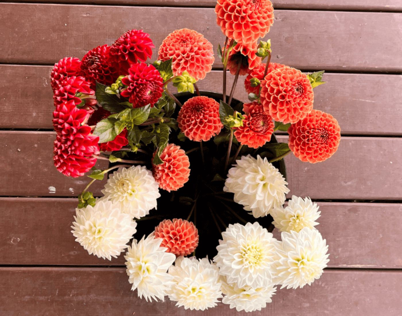 Bucket of freshly cut dahlias in mixed colors, grown in West Bend, Wisconsin for florists